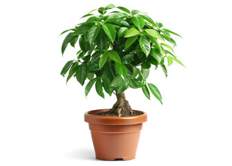Money Tree Plant in a Pot with White Background