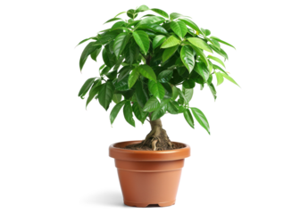 Money Tree Plant in a Pot with White Background