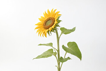 Fototapeta premium Single Sunflower on White Background