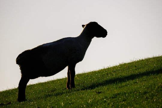 silhouette of a sheep standing at the dike looking upward