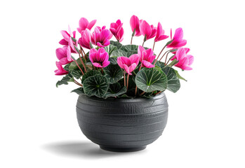 Cyclamen plant in a pot with vibrant pink flowers