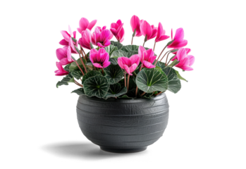 Cyclamen plant in a pot with vibrant pink flowers