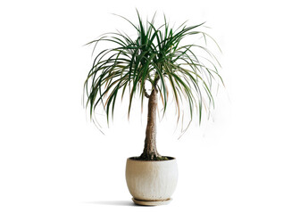 Ponytail Palm Plant in Pot on Transparent Background