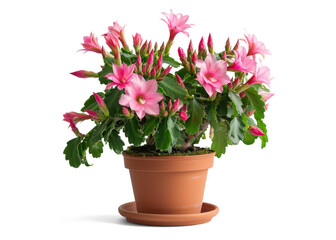 Fototapeta premium Christmas Cactus Plant in a Pot with Pink Flowers