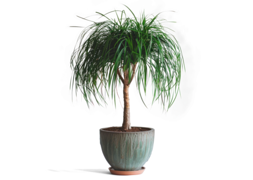 Ponytail Palm Plant in a Pot on Transparent Background