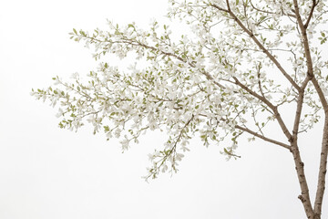White Flowers Blooming On Branch Against White Background