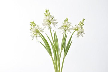 White Flowers with Green Stems on White Background
