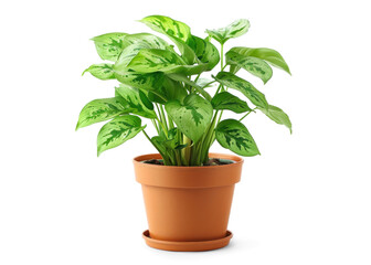 Aglonema Plant in Terracotta Pot on Transparent Background
