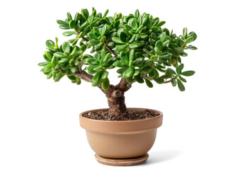 Crassula Plant in a Pot on Transparent Background