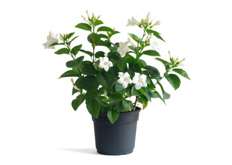 White Jasmine Plant in a Pot on Transparent Background
