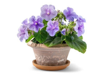 Purple Streptocarpus Plant in a Brown Ceramic Pot