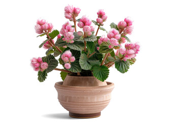 Beautiful Pink Flowering Plant in a Pot on Transparent Background