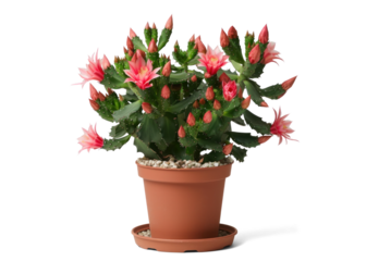 Christmas Cactus in Pot on Transparent Background