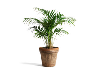 Lush areca palm plant in rustic terracotta pot on transparent background