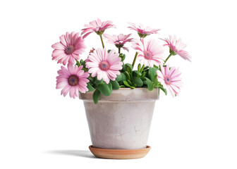 Pink Cape Daisies in Pot on Transparent Background