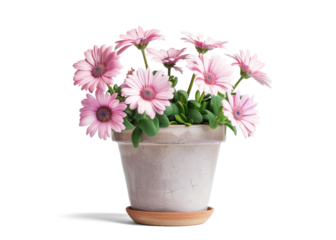 Pink Cape Daisies in Pot on Transparent Background