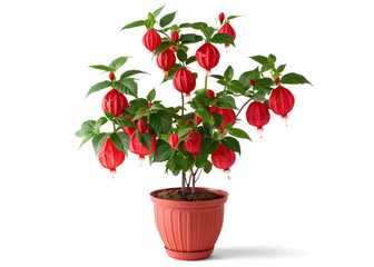 Abutilon in a Pot with Red Flowers on Transparent Background