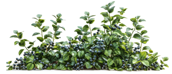 Green Bush with Berries on Transparent Background
