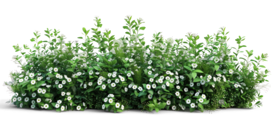 Flowering Green Bush with White Flowers