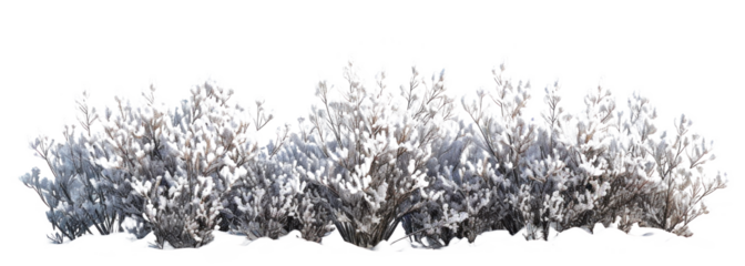 Snow-covered bush on transparent background