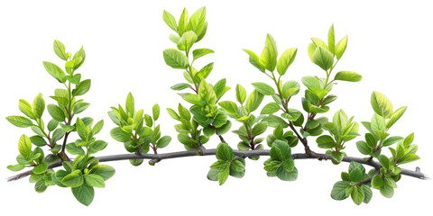 Obraz premium Lush Green Bush Branch with Vibrant Leaves on Transparent Background