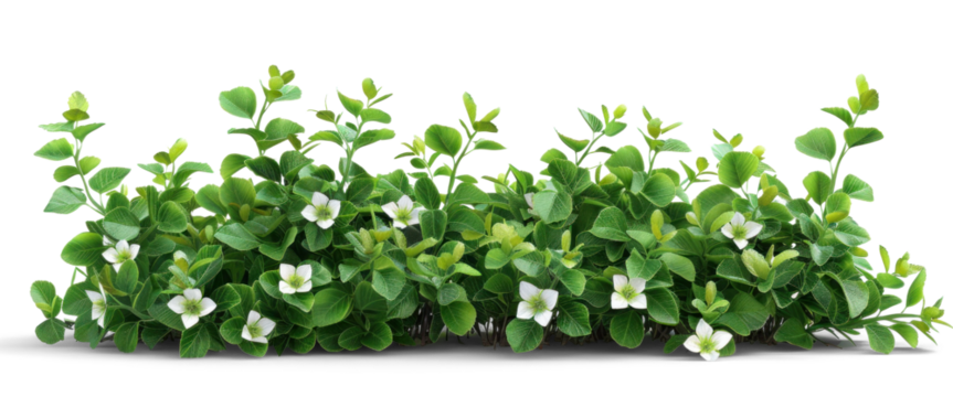 Bush with Green Leaves and White Flowers on Transparent Background