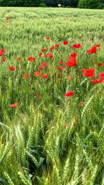 Fioritura stagionale di papaveri rossi nel mese di maggio