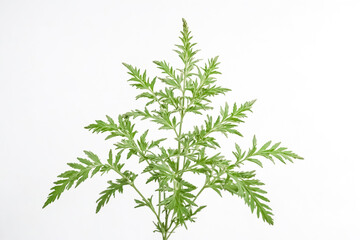 Fototapeta premium Green Artemisia Plant on White Background