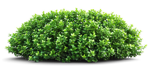 Obraz premium Green Bush with Lush Foliage on Transparent Background