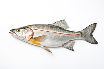 Fototapeta premium Fresh Raw Fish Isolated on White Background