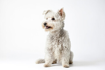White fluffy dog sitting on white background