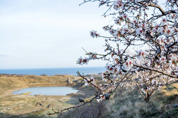 Almond blossom