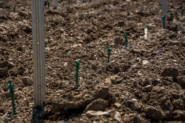 Young plantings of grapes