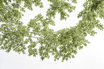 Fototapeta premium Green Leaves Frame on White Background