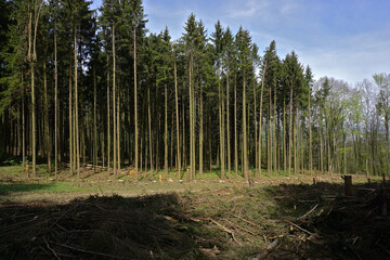 Fichtenmonokultur und Kahlschlag wegen Sturmschaden und Borkenkäferbefall