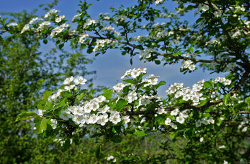 Zweigriffeliger Weißdorn; Crataegus laevigata; woodland hawthorn; hawthorn; whitethorn; mayflower;