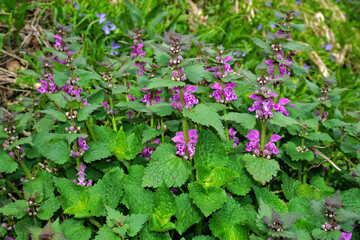 Gefleckte Taubnessel; Lamium maculatum; purple dragon; spotted deadnettle;