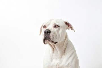 Fototapeta premium Portrait of a White Dog with Brown Eyes
