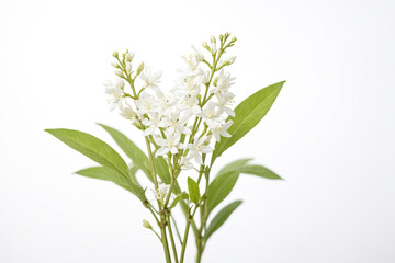 Close-up of White Flowers with Green Leaves on a White Background