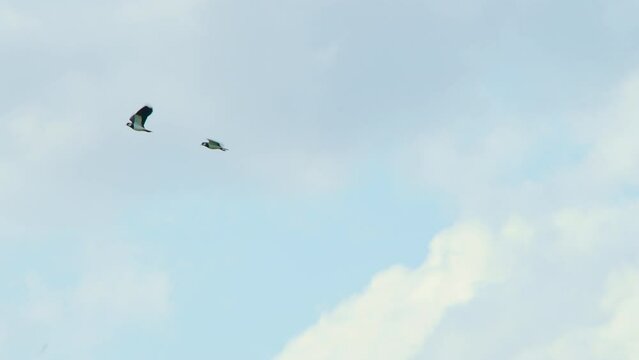 Two northern lapwing birds flying together high in sky below clouds.
