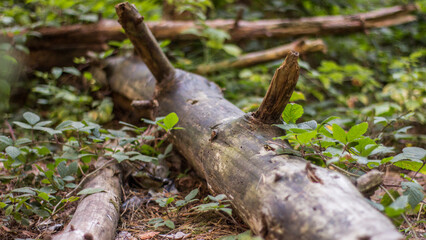 Tree trunk, stump in the forest