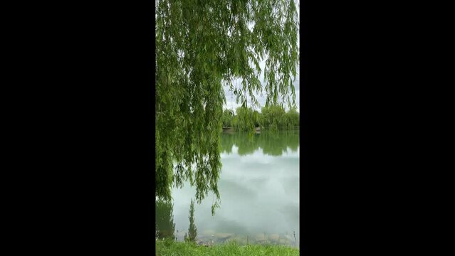 willow tree branches on the background of a city lake in the wind