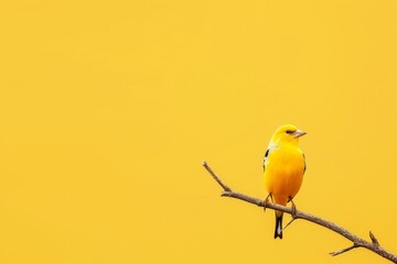 Beautiful American Goldfinch Isolated on Solid Background. - Powered by Adobe