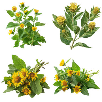 Photo of Elder herb, European herbs, isolated on transparent background