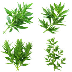 Fototapeta premium Photo of Mugwort herb, European herbs, isolated on transparent background
