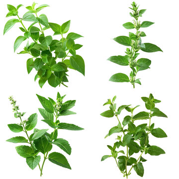 Photo of Pellitory of the Wall herb, European herbs, isolated on transparent background