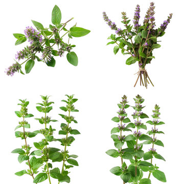 Photo of Pennyroyal herb, European herbs, isolated on transparent background