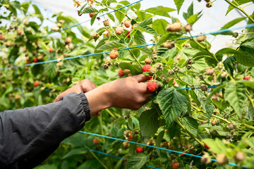 Person dressed in a dark long-sleeved jacket, carefully picking vibrant red raspberries among the foliage of a greenhouse. Longueira-Almograve - Portugal.