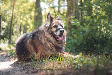 Piękny stary owczarek niemiecki odpoczywający na trawie.   © af-mar