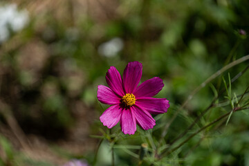コスモス